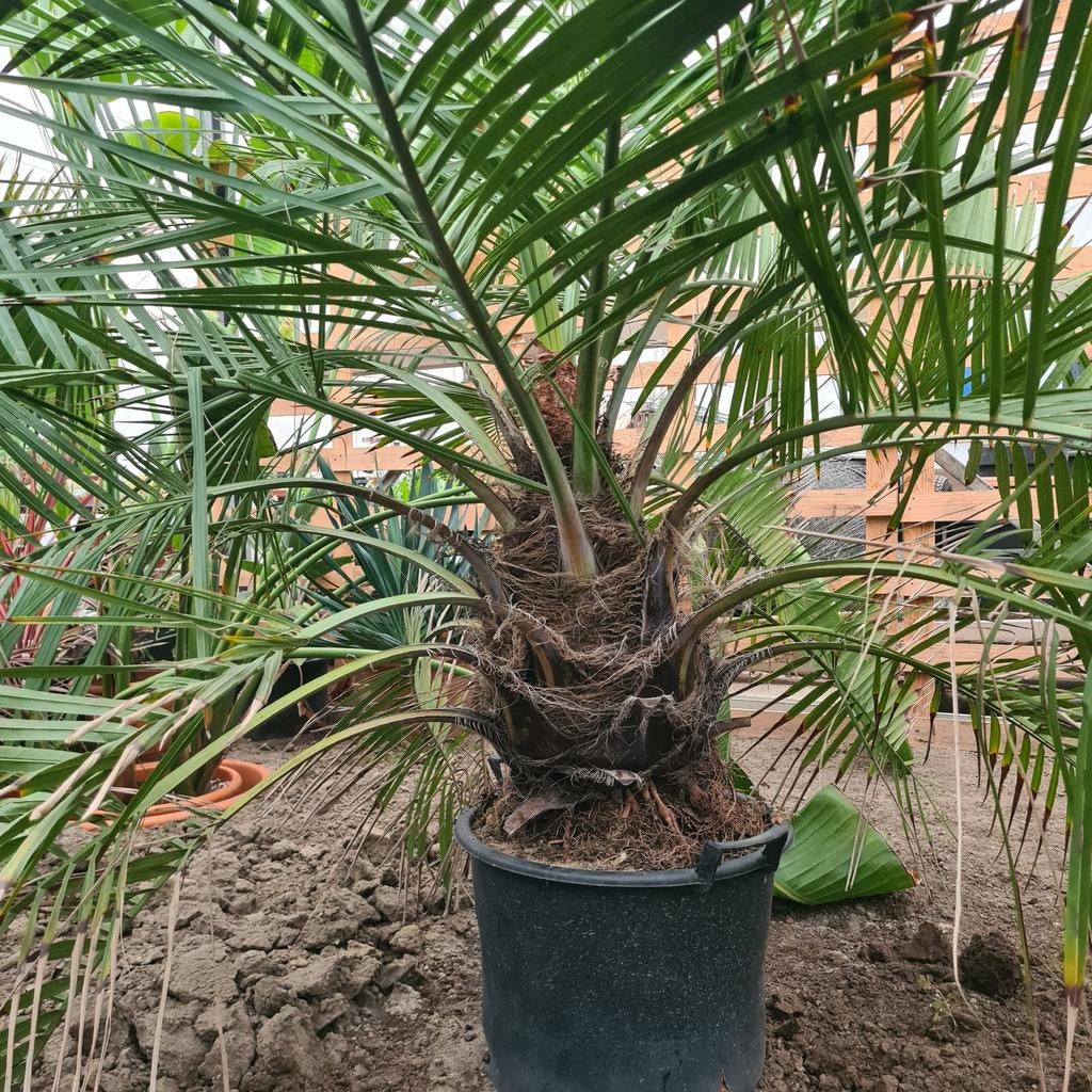 Jubaea Chilensis, Ophalen, Overige soorten, Volle zon