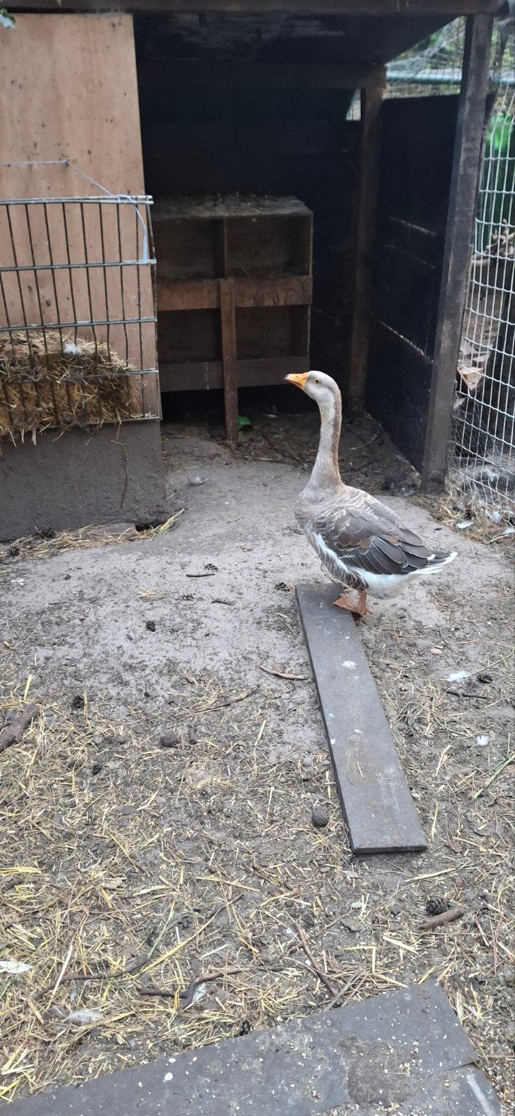 vlaamse gans ( vrouw), Vrouwelijk, Overige soorten