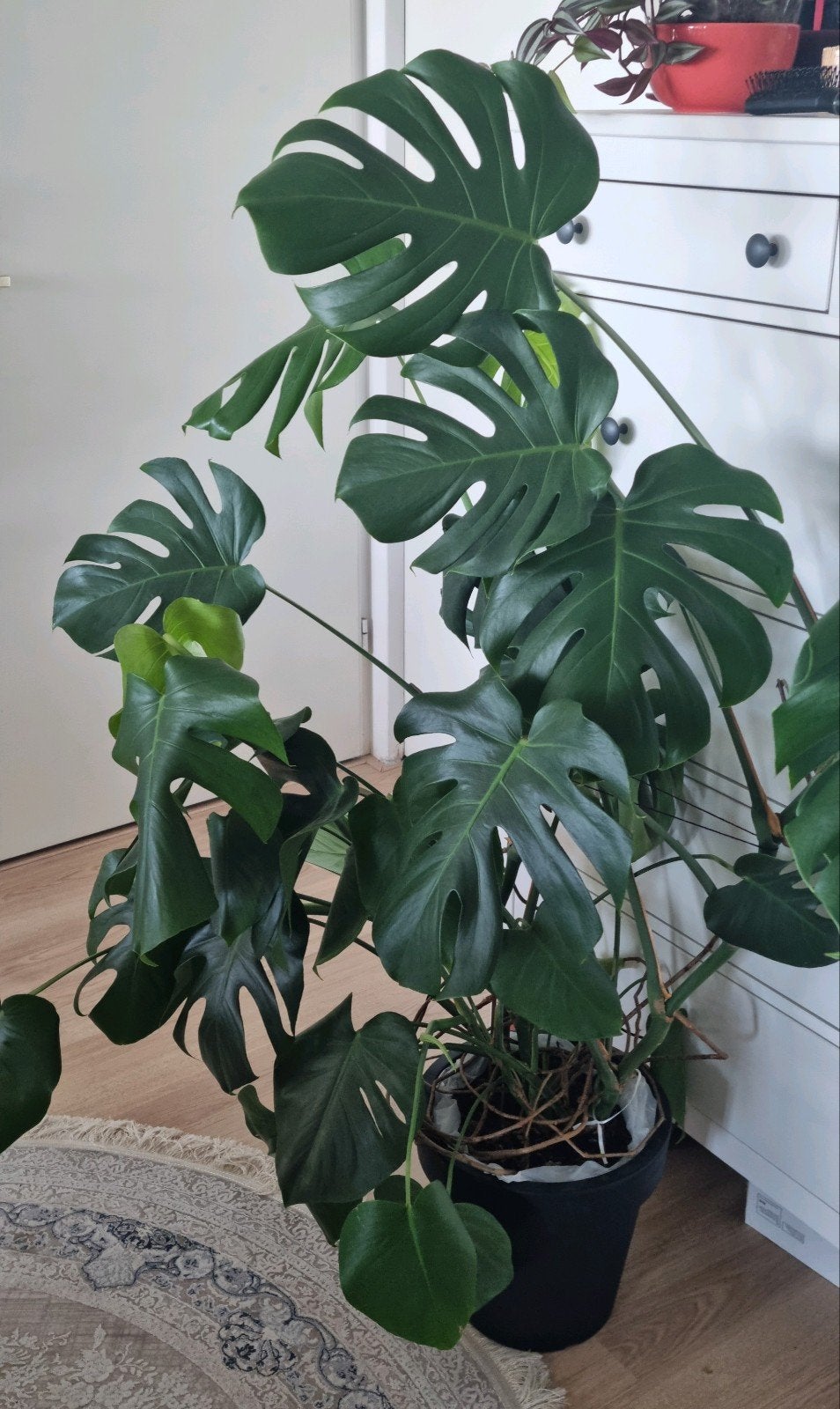 Grote monstera, kamerplant, Ophalen of Verzenden, Halfschaduw, Minder dan 100 cm