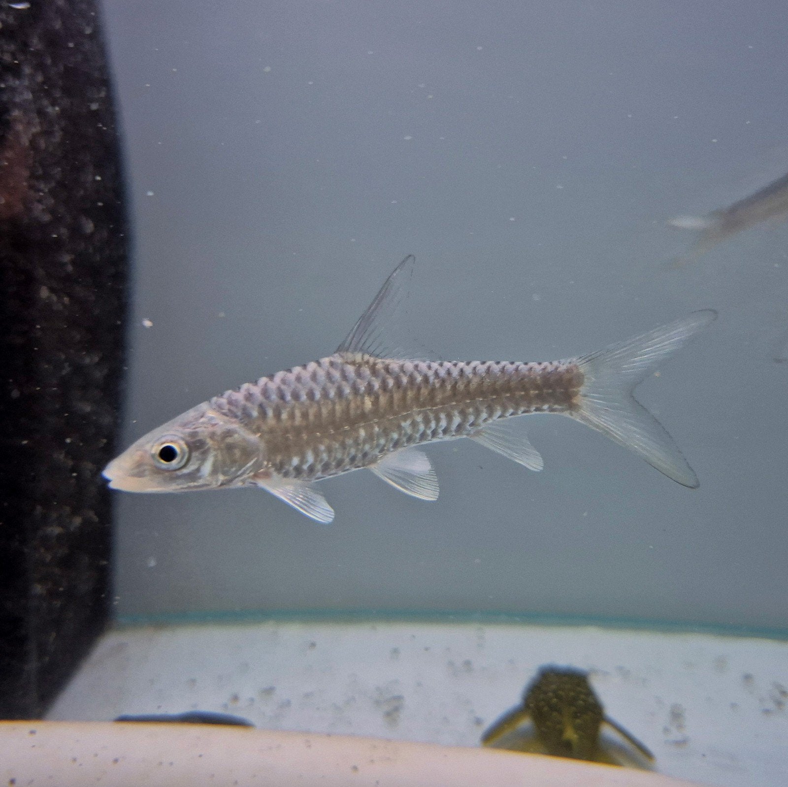 golden mahseer, Vis, Zoetwatervis