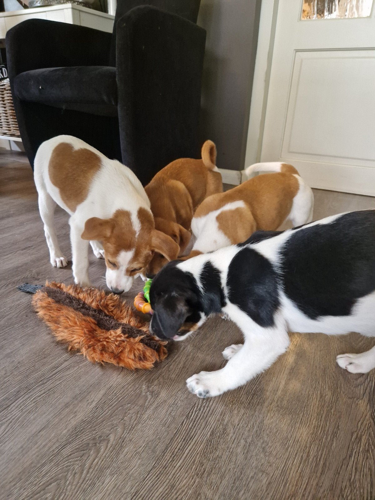 Jackrussel kruising pups aangeboden, 8 tot 15 weken, Meerdere, Meerdere dieren, Klein