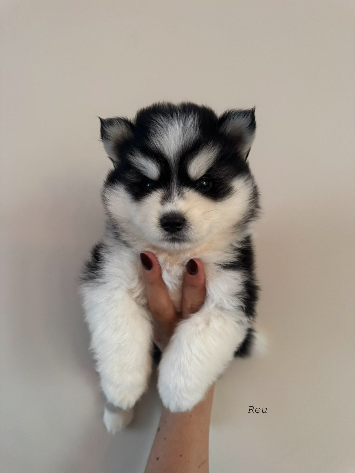 Prachtige pomsky pups mogen bijna verhuizen, Dieren en Toebehoren, 8 tot 15 weken, Poolhond, Meerdere, Meerdere dieren