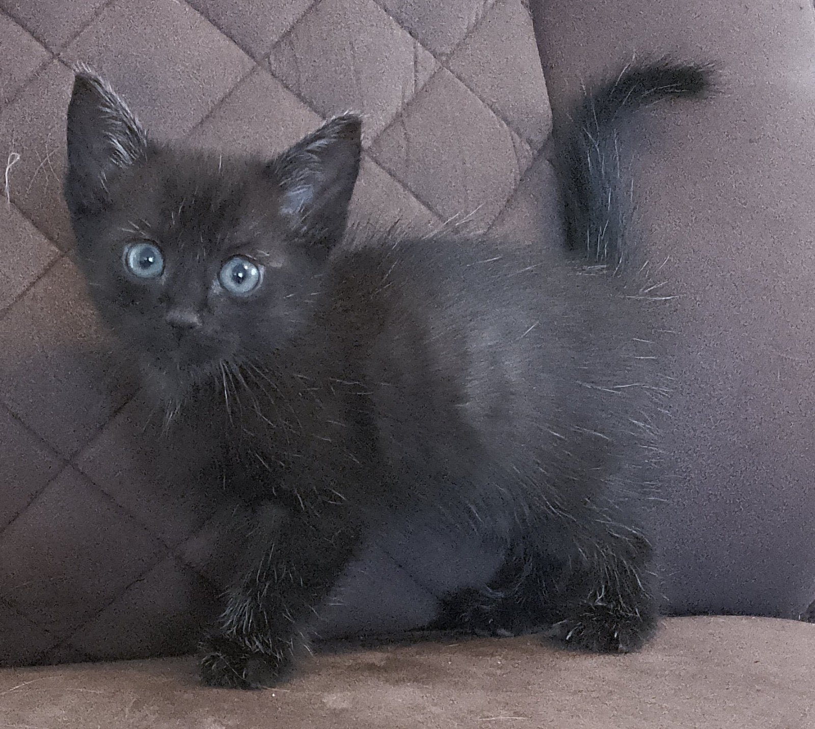 4 mooie kittens zie foto's