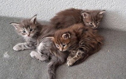 maine coon kittens (half)langharig, Dieren en Toebehoren, Meerdere dieren, Gechipt