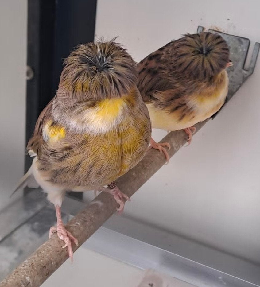 Gezocht een  koppel Glosters met kuif, Meerdere dieren, Postuurkanarie