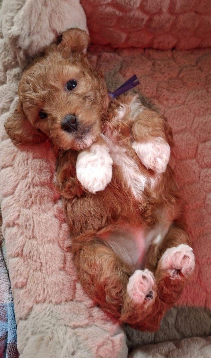 Mini Labradoodle puppies. Mogen over 3 weken verhuizen, 8 tot 15 weken, Meerdere, Meerdere dieren, CDV (hondenziekte)
