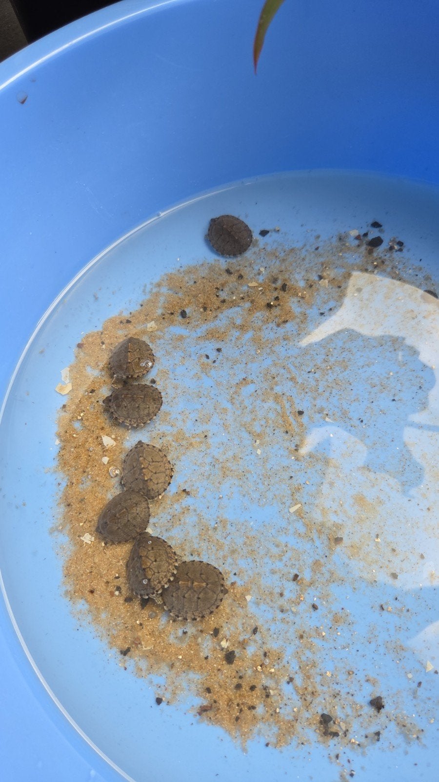 Eigen nakweek Sternotherus carinatus muskusschildpadden, Dieren en Toebehoren, Slang, 0 tot 2 jaar