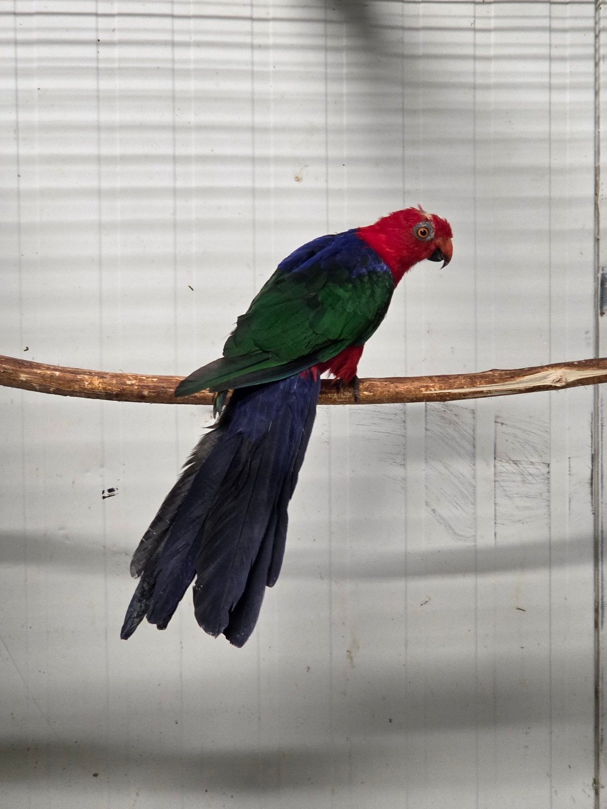 Koppel ambon koningsparkieten, Meerdere dieren, Parkiet, Geringd