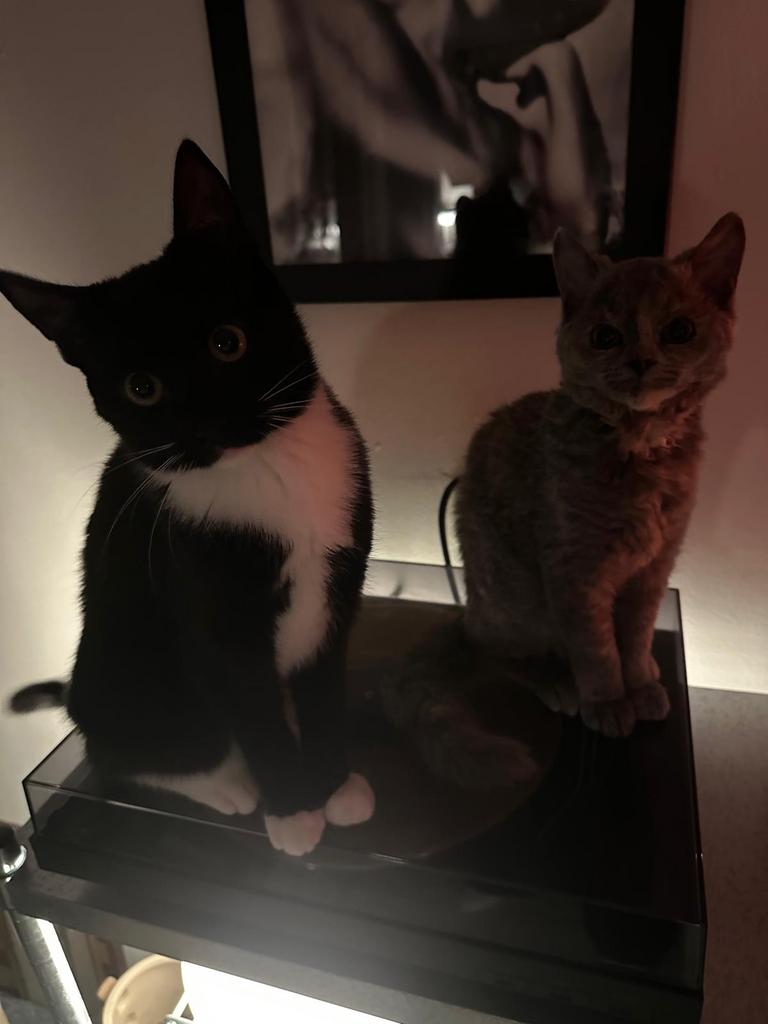 Halve Selkirk Rex en Europese korthaar (tuxedo), katten, Dieren en Toebehoren, Poes, 0 tot 2 jaar