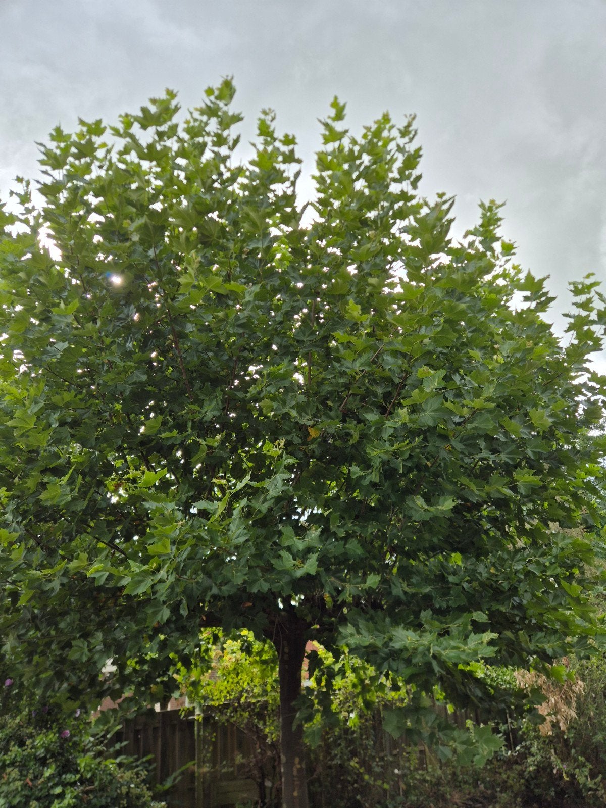 Grote Plataan boom en diverse planten en struiken., Tuin en Terras, Bloeit niet, Overige soorten, 400 cm of meer, Ophalen