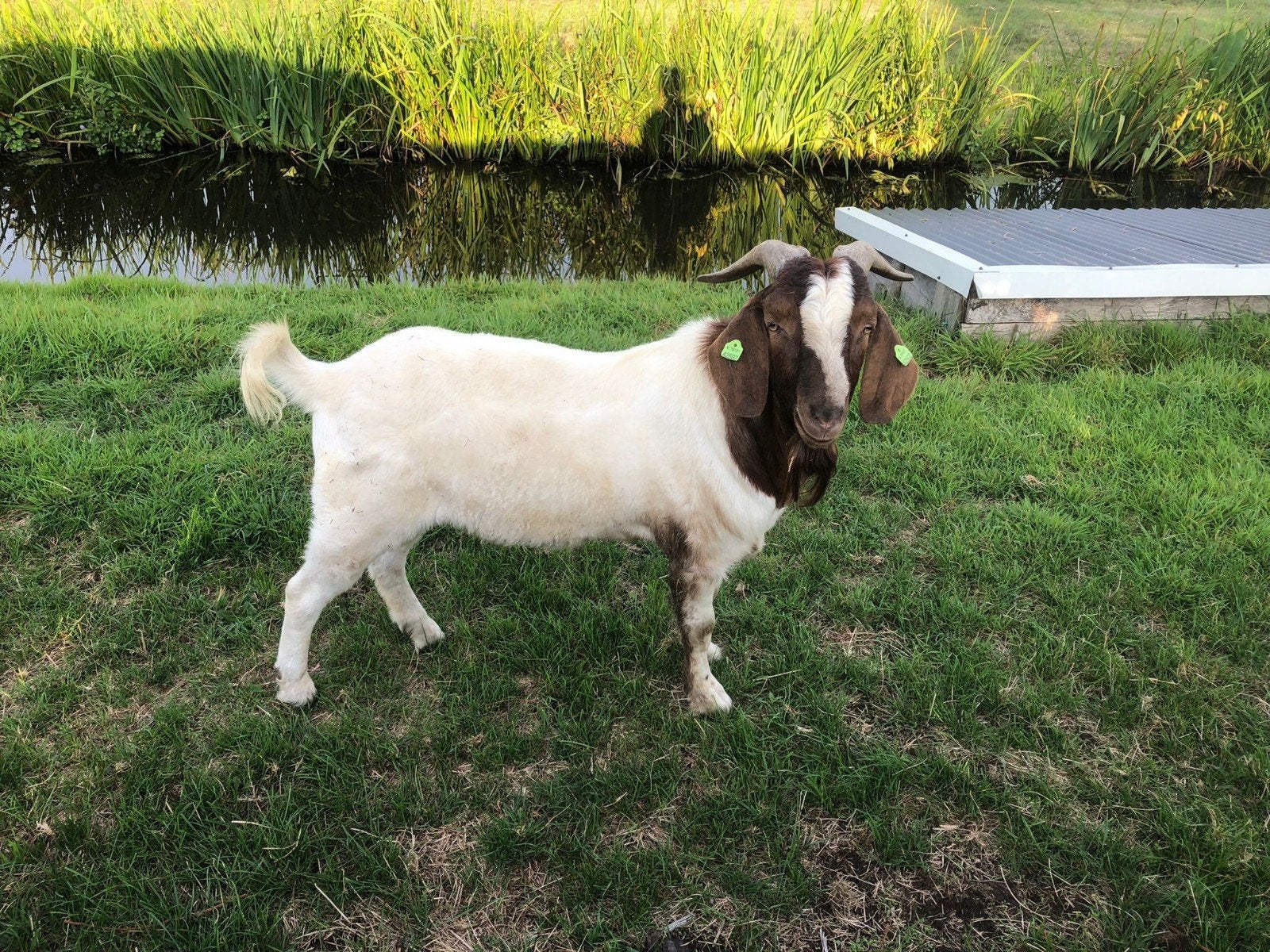 Boergeit bok 2 jarige dekbok, Dieren en Toebehoren, Mannelijk, Geit
