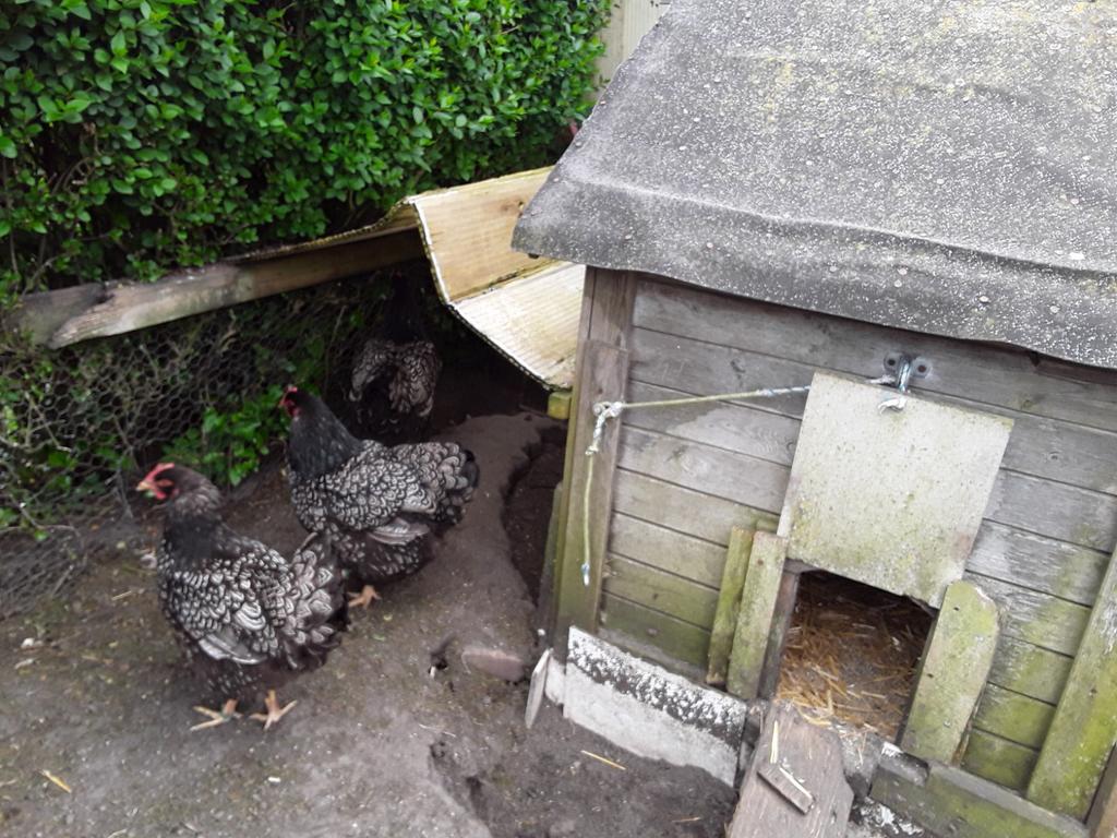 Prachtige barnevevelder kippen dubbelgeband, Dieren en Toebehoren, Vrouwelijk, Kip