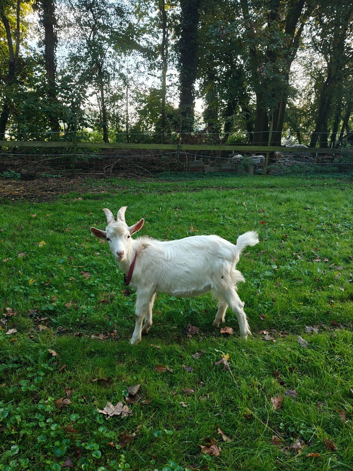 Super mooi en lief bokje te koop!!!, Dieren en Toebehoren, Mannelijk, Geit, 0 tot 2 jaar