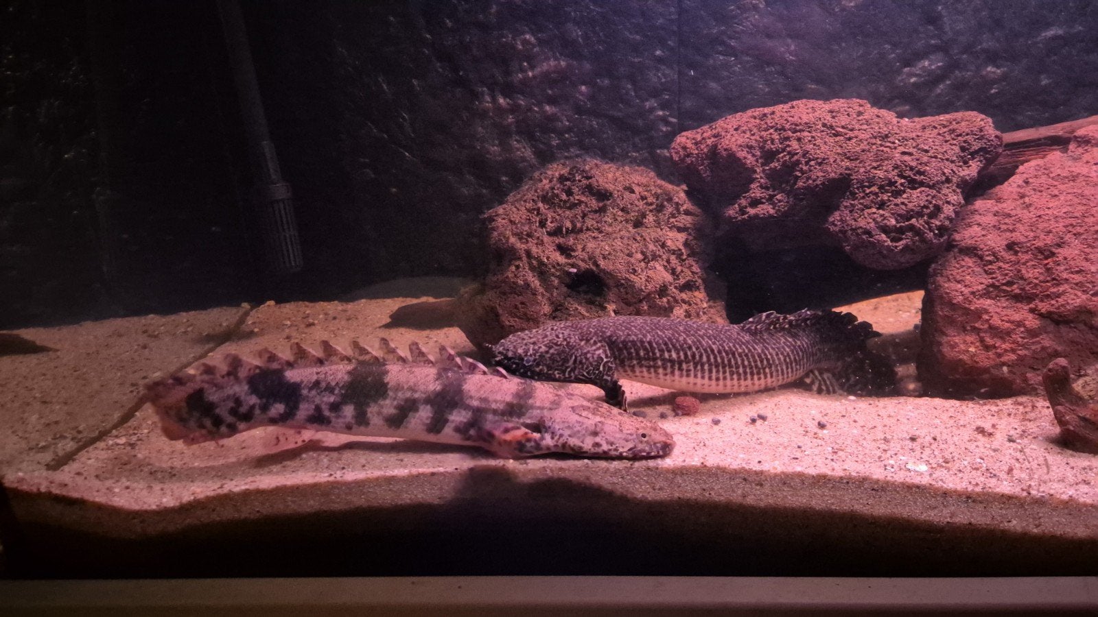 2x Polypterus (kwastvinsnoek), Dieren en Toebehoren, Vis, Zoetwatervis