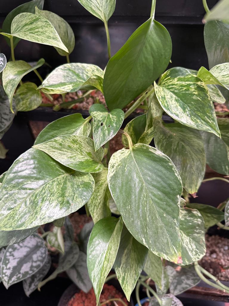 Drakenklimop (Epipremnum aureum) gewortelde stek, Ophalen, Overige soorten, Halfschaduw, In pot