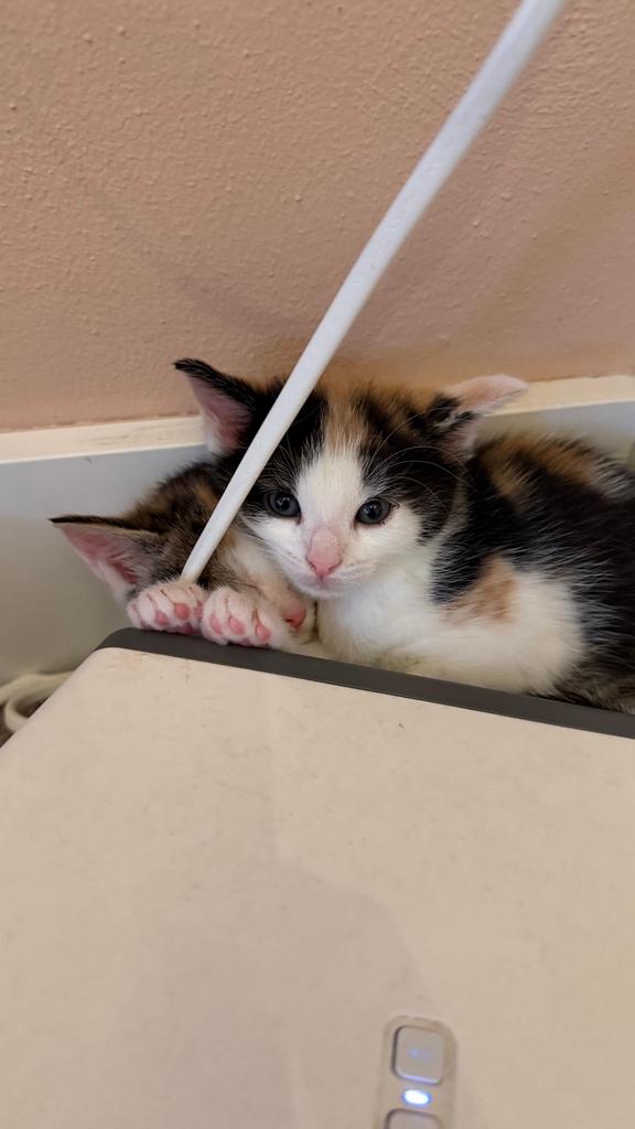 Kittens, Dieren en Toebehoren