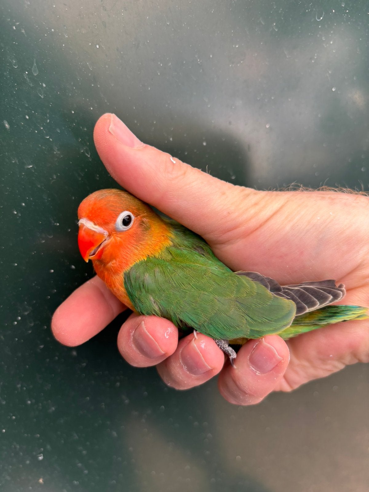 2e GRATIS : Jonge agapornis fischeri dwergpapegaaitjes, Dieren en Toebehoren, Vogels | Parkieten en Papegaaien, Meerdere dieren