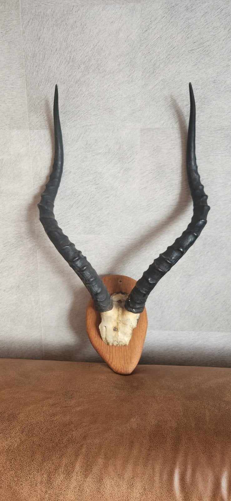 Echte Impala schedel/ antilope hoorns op houten schild., Huis en Inrichting, Ophalen, Zo goed als nieuw
