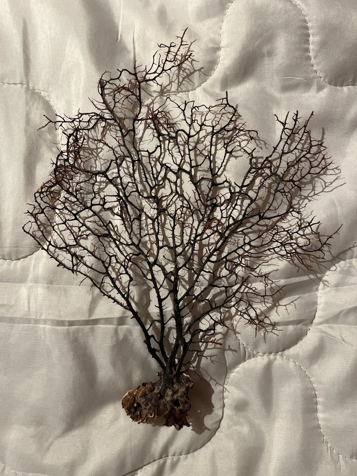 Zeewaaier op Voet (Gorgonia Hoornkoraal) - 28 x 23 cm, Ophalen of Verzenden