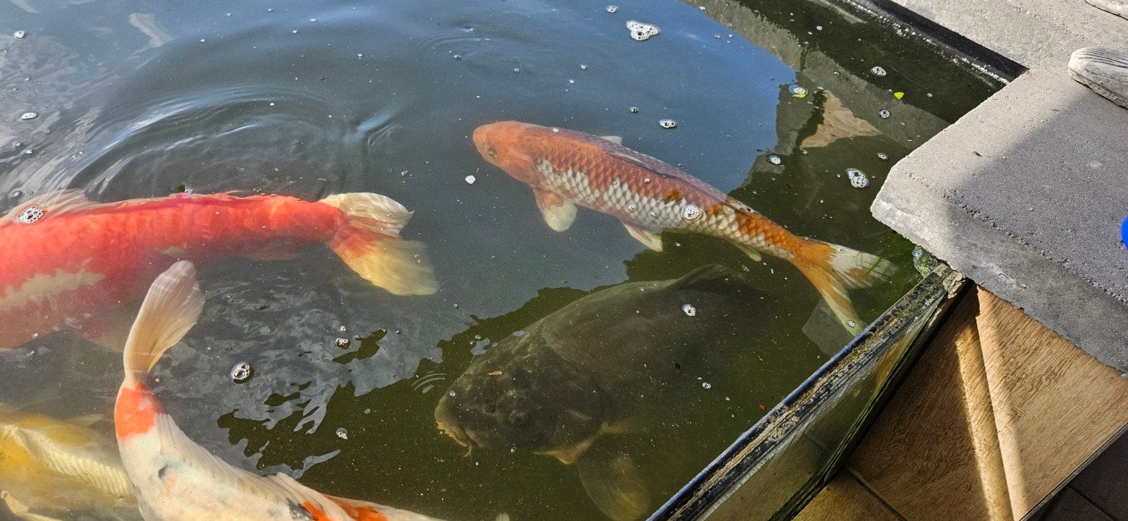 ochiba koi, Karper of Koi