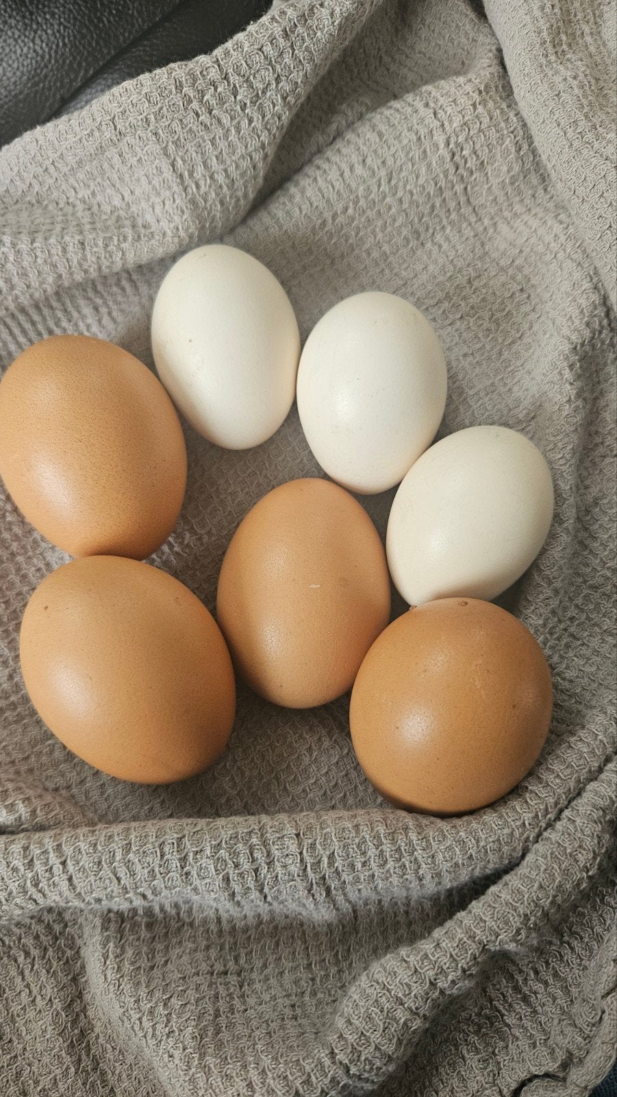 bevruchte Eieren, komen elk moment uit, Dieren en Toebehoren, Geslacht onbekend, Kip