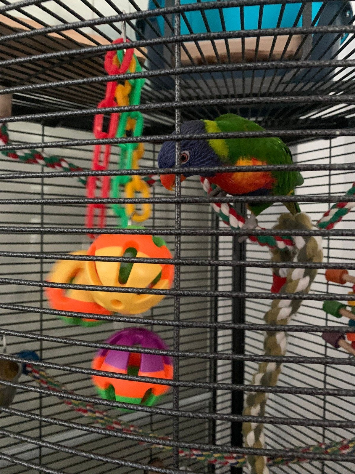 Lori van de blauwebergen., Mannelijk, Tam