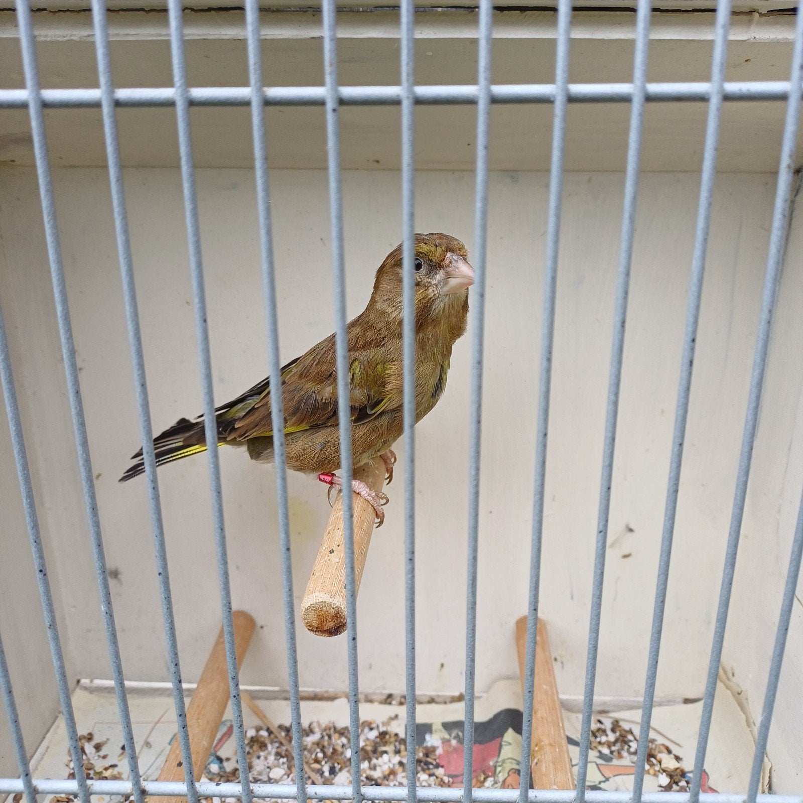 Grote Groenling pop (bruin), Dieren en Toebehoren, Vrouwelijk, Geringd