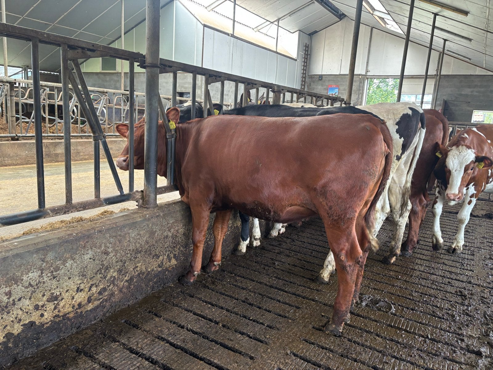 Red Agus pink, Dieren en Toebehoren, Runderen, Vrouwelijk