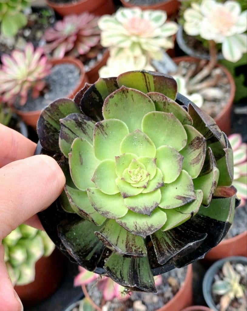 Aeonium opera mask, Ophalen of Verzenden, Halfschaduw, Minder dan 100 cm