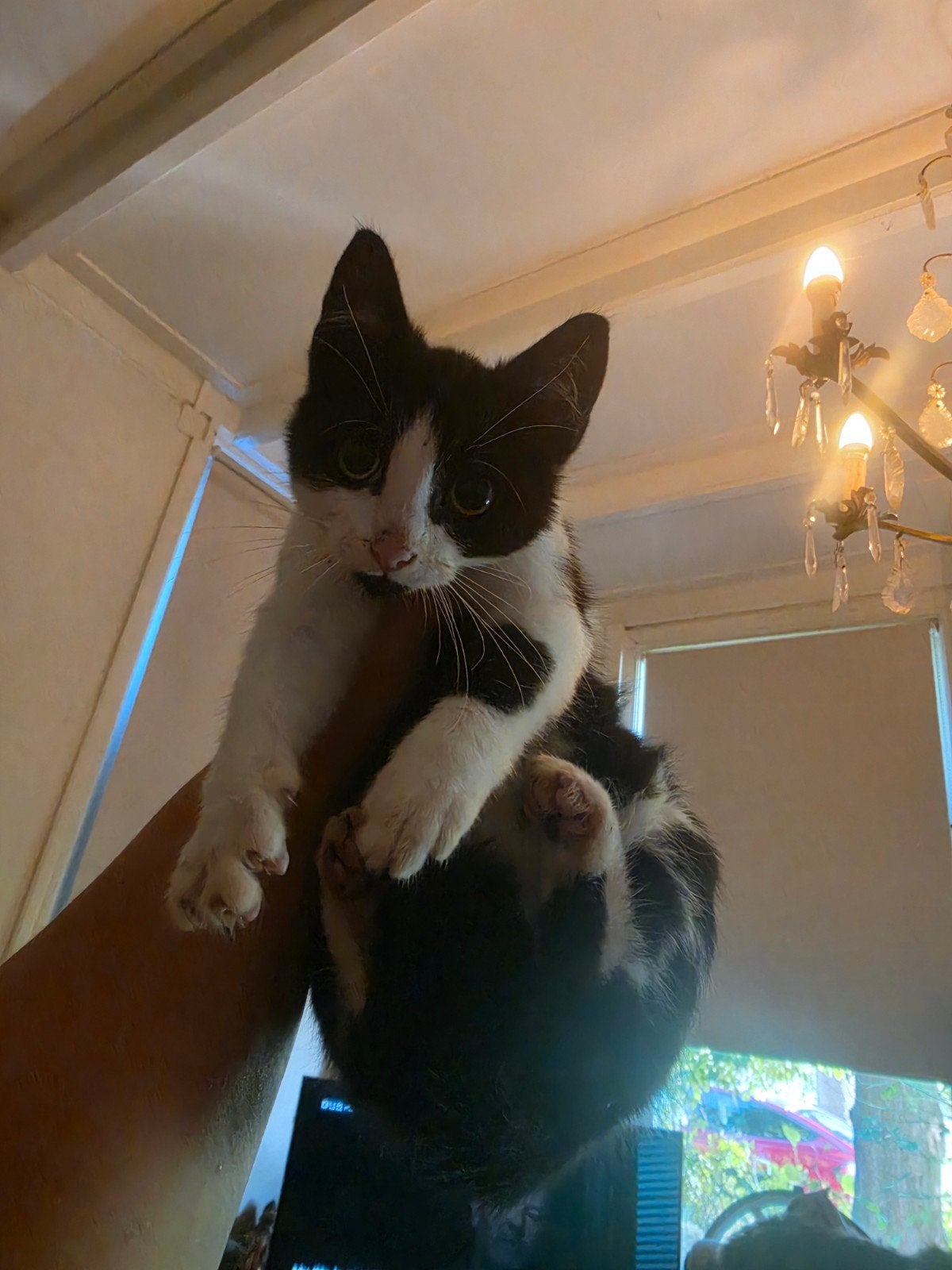 Leuke kittens, Meerdere dieren, Kortharig, 0 tot 2 jaar