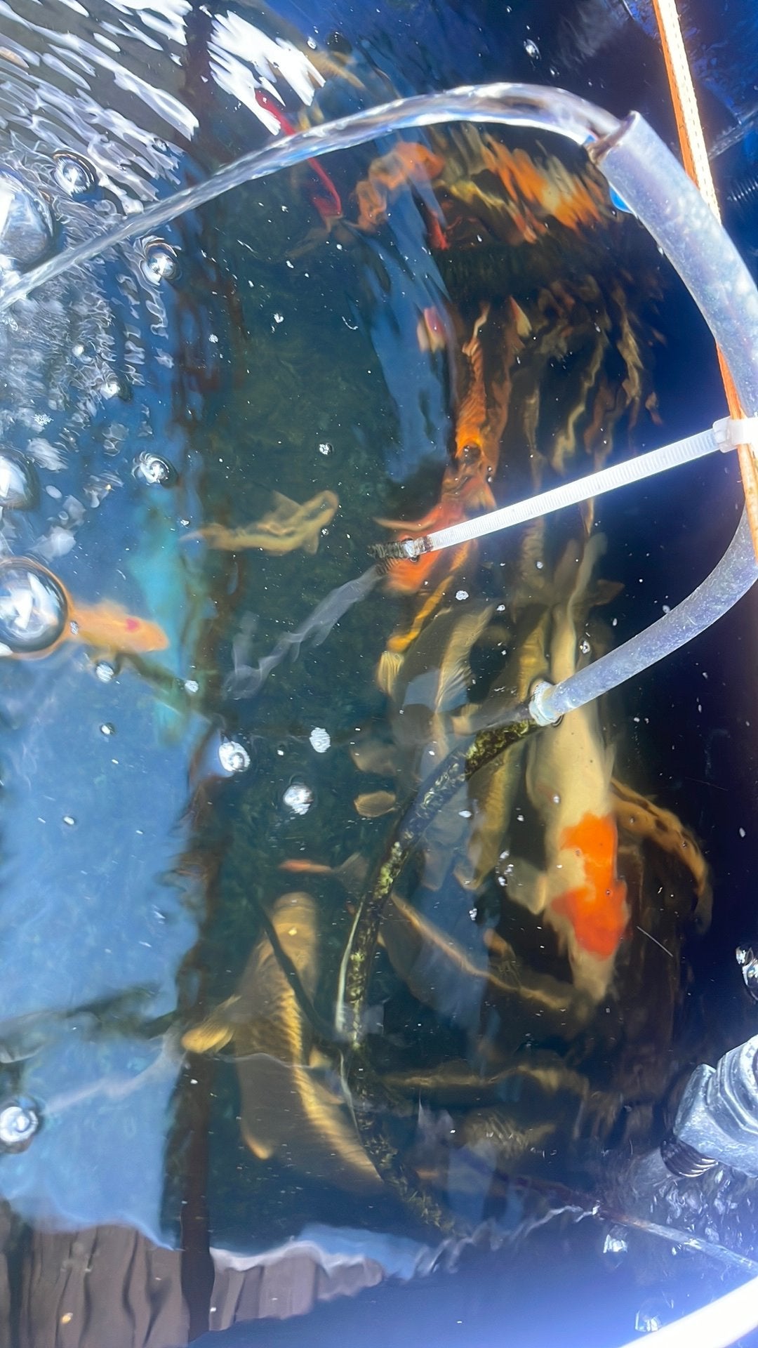 Kois te koop maten tussen 10 en 45 cm, Dieren en Toebehoren, Vissen | Vijvervissen, Karper of Koi