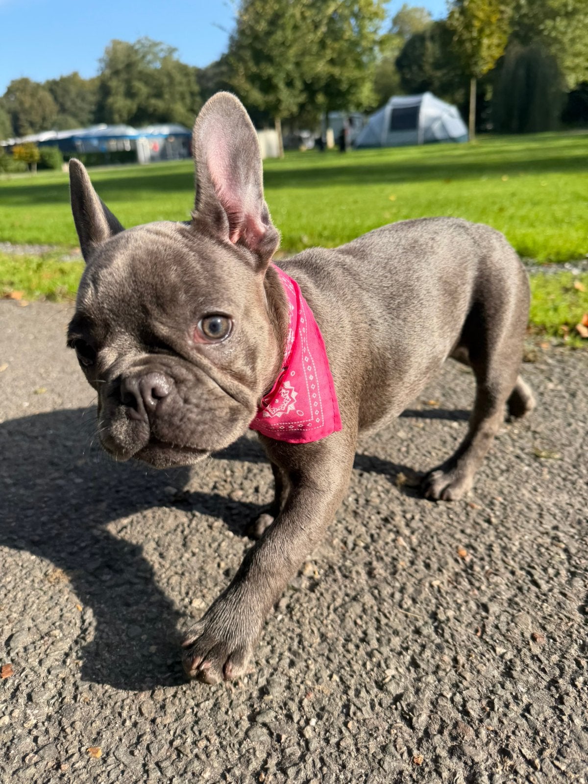 Frenchbulldog, 8 tot 15 weken, Teef, Bulldog, Eén hond
