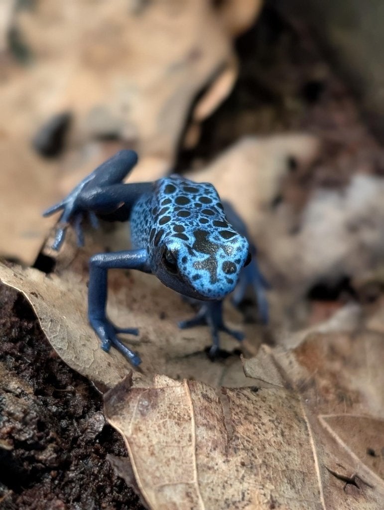 Dendrobates Tinctorius Azureus Frog photo 3