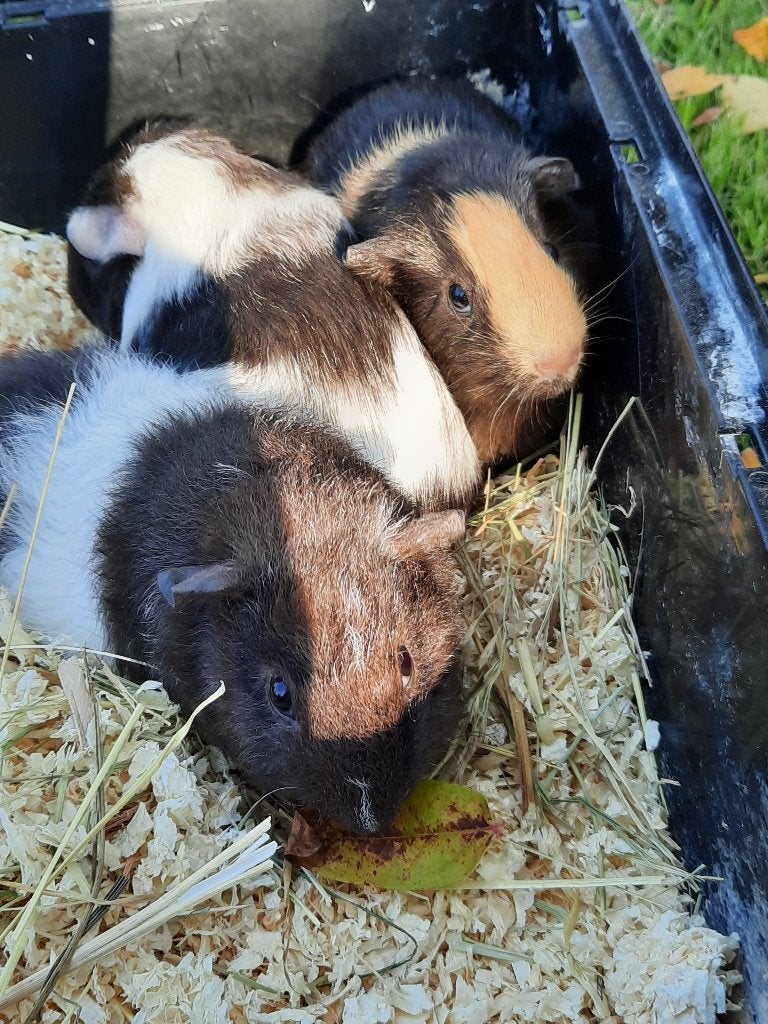 Prachtige Cavia's, Dieren en Toebehoren, Cavia, Mannelijk, Tam, September