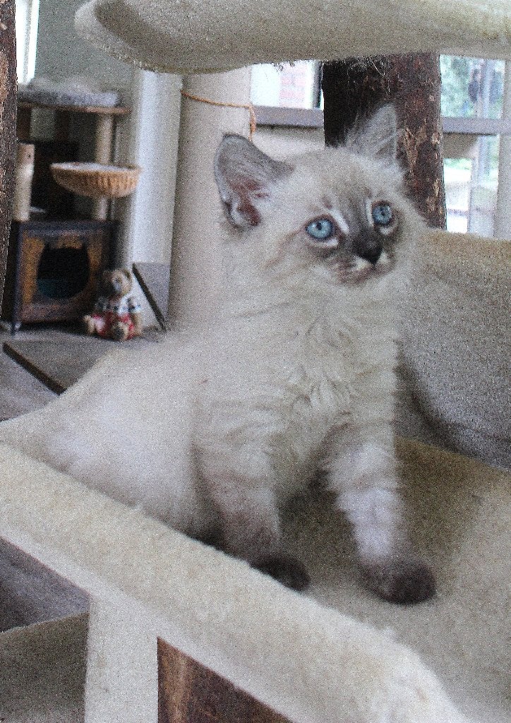 prachtige kittens uit mink bengaal / zilveren siberische kat, Meerdere dieren, Gechipt