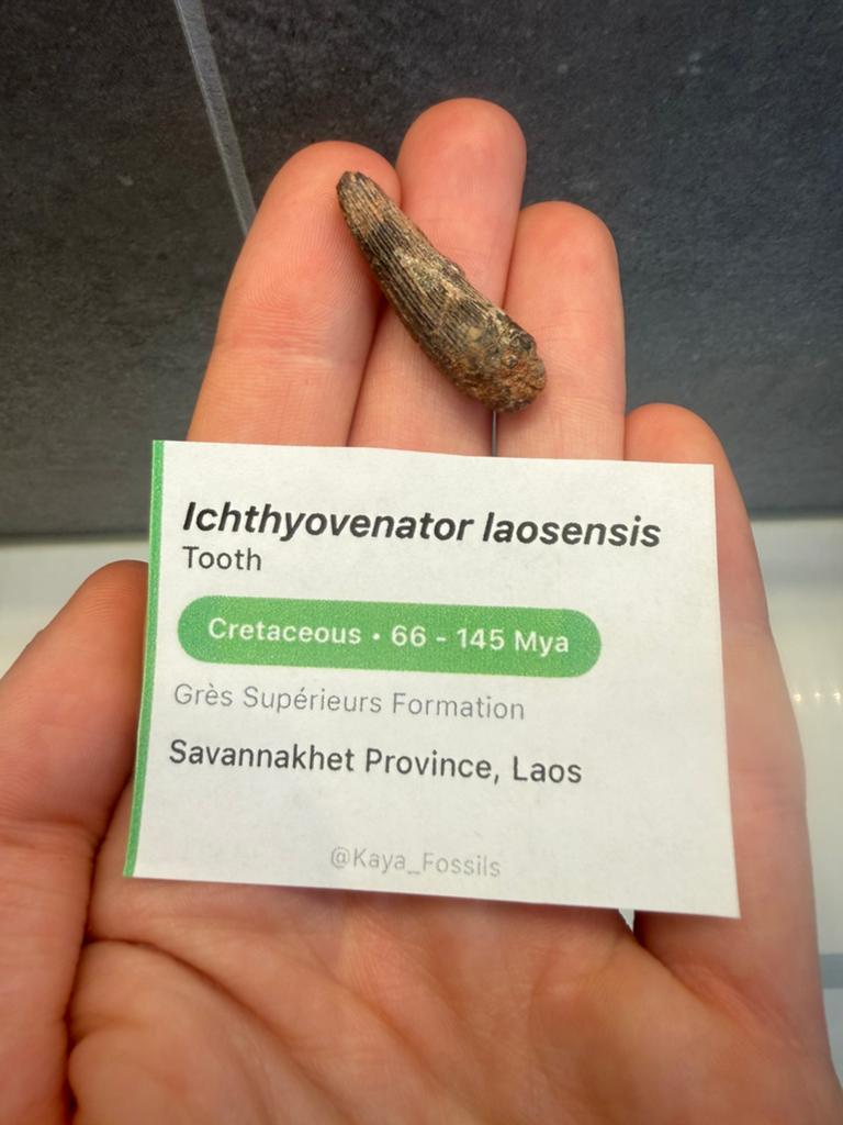 Ichtyovenator tand (zeldzaam), Ophalen of Verzenden, Fossiel