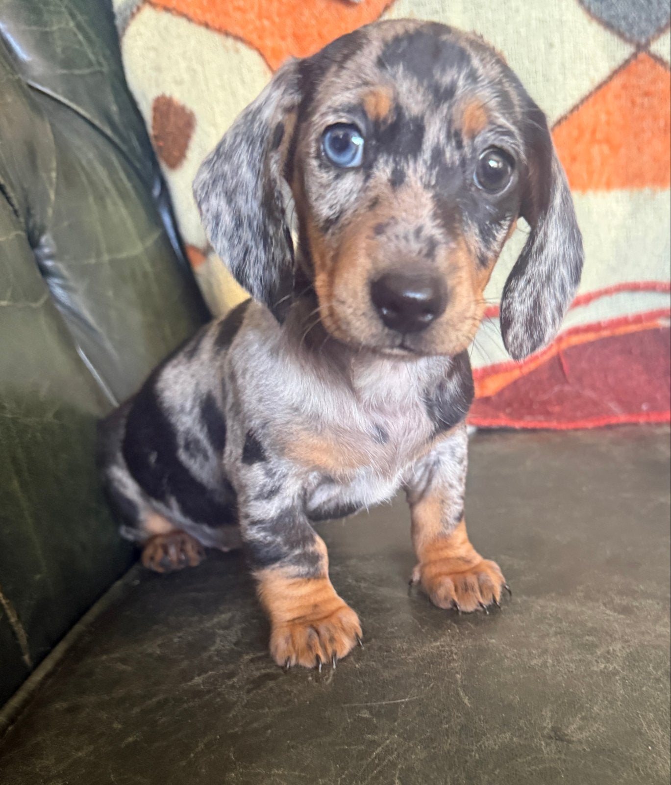 Dwergteckel black merle teefje, HCC (leverziekte), 8 tot 15 weken, Korthaar, Teef