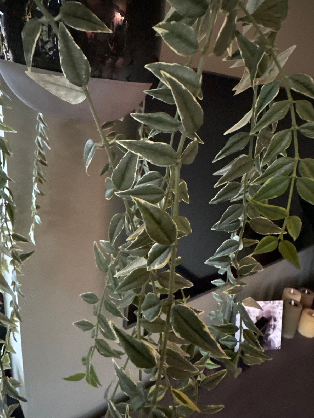 Hoya Anneke Buis stekjes- Prachtige hangplant, Overige soorten, Ophalen of Verzenden, Minder dan 100 cm, Volle zon