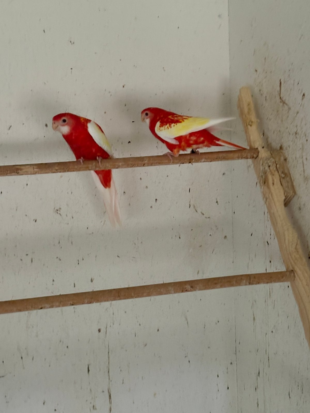 5 rubino rossela, Meerdere dieren, Parkiet, Geringd