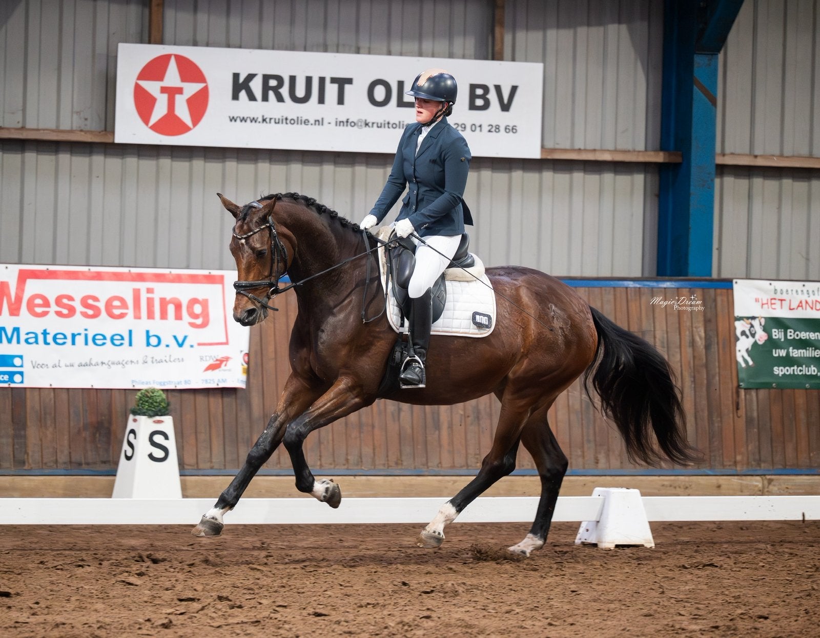 Knappe merrie te koop, Merrie, Met stamboom, Dressuurpaard, 170 tot 175 cm
