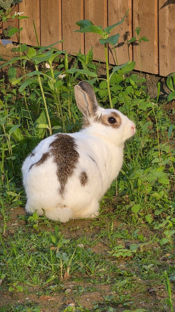 Lucky het konijn is op zoek naar een leuke dierenliefhebber, Vrouwelijk, Middelgroot, 6 tot 8 jaar