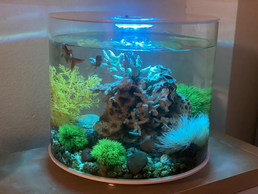 Biorb rond acquarium - in goede staat, Ophalen, Inclusief toebehoren, Gebruikt, Decoratie