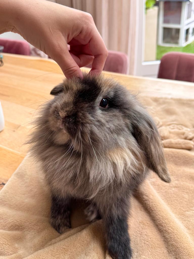 Lieve hangoor konijnen te koop, Dieren en Toebehoren, Konijnen, Meerdere dieren, Middelgroot, Hangoor, 0 tot 2 jaar