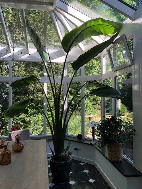 Strelitzia Nicolai, Huis en Inrichting, Kamerplanten, Ophalen, 200 cm of meer, Overige soorten, Halfschaduw