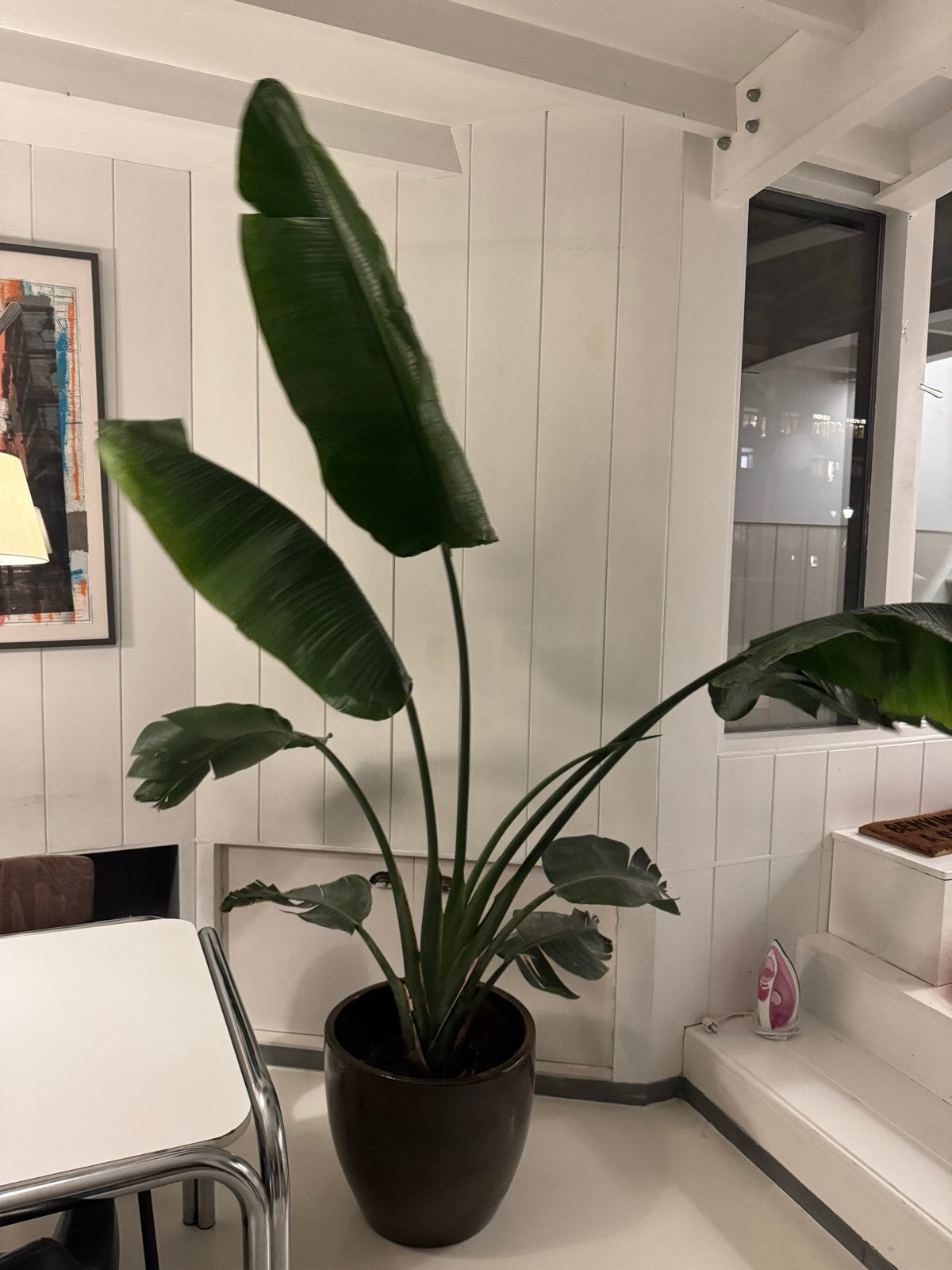 Grote Strelitzia Nicolai - Paradijsvogelplant, Ophalen, Overige soorten, Halfschaduw, 150 tot 200 cm