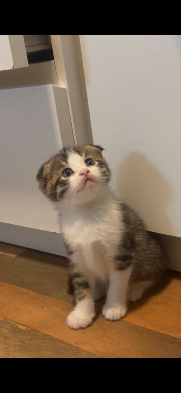 Britse korthaar kittens katertje x, Meerdere dieren