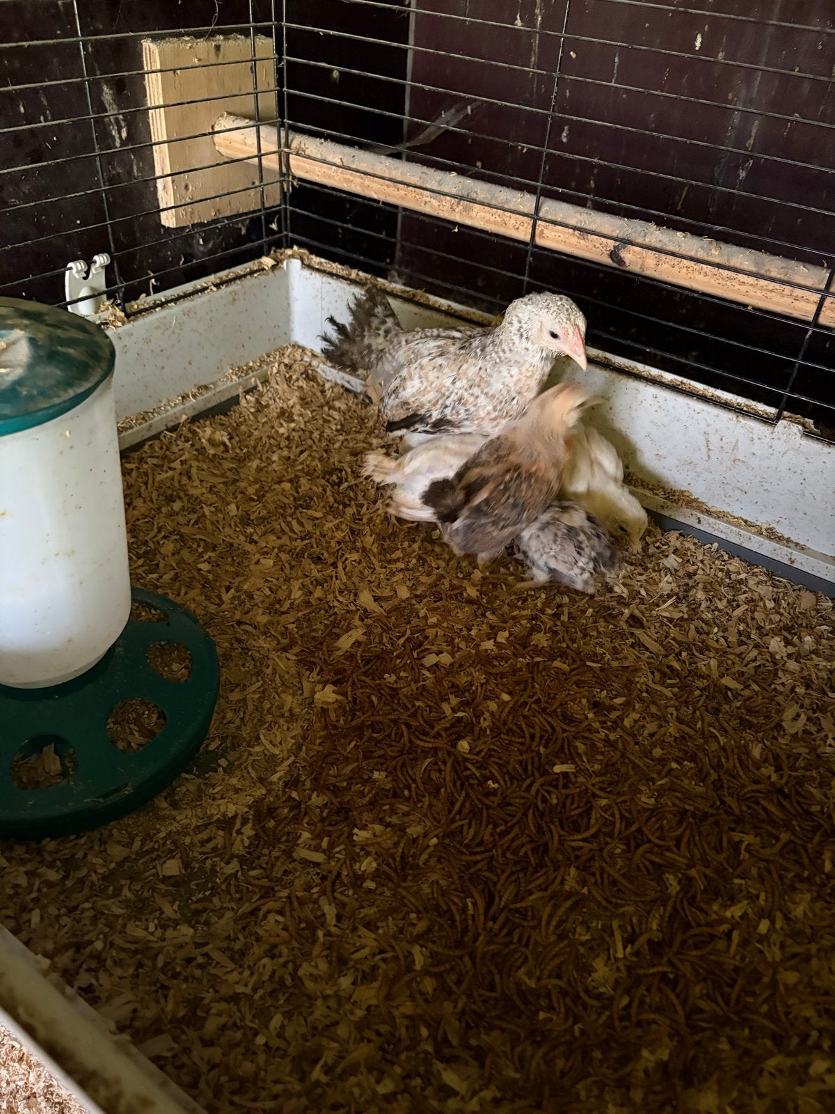 Kuikens, Dieren en Toebehoren, Pluimvee, Meerdere dieren, Kip