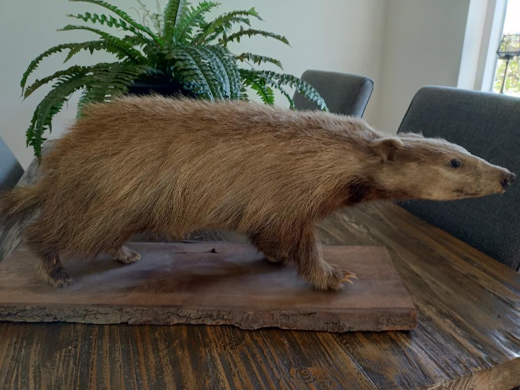 Opgezetten das, Verzamelen, Dierenverzamelingen, Ophalen, Zo goed als nieuw, Wild dier, Opgezet dier