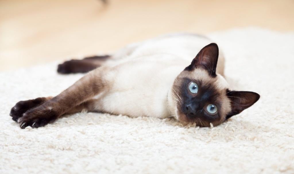 Gezocht volwassen Siamees, Dieren en Toebehoren, Kater, Ontwormd, 3 tot 5 jaar
