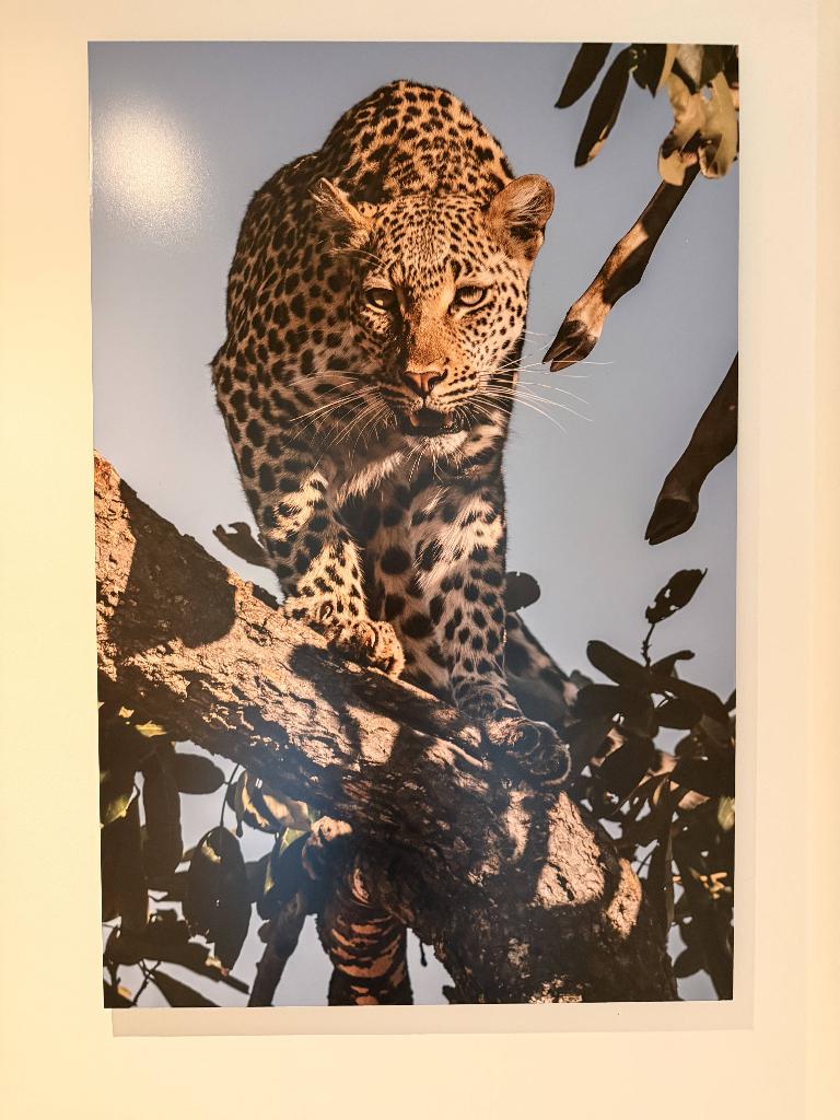 Foto afdruk leopard Zuid-afrika, 1980 tot heden, Foto, Nieuw, Ophalen of Verzenden